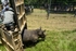 rhino translocation
