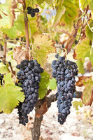 The ancient art of desiccation in award winning Shiraz