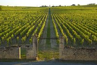 Enjoy an insight into the world of fine wine during the harvest