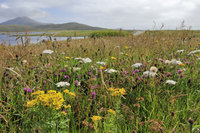 Wildlife breaks in the Outer Hebrides the 'Islands on the Edge'