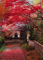 Experience Japan's autumnal glory on a garden tour