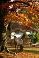 England in Technicolour - Enjoy our country in all its autumnal glory