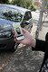 Zipcar app