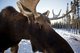Moose