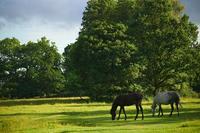 Guided walks with the former Chief Forester of the New Forest