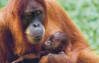 See Borneo's famous orang-utans
