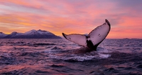 Enjoy a whale safari and the Northern Lights
