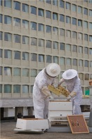 The bees at Lancaster London