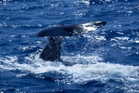 Have a whale of a time in Dominica