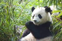 Meet a giant panda!