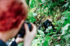 Capturing the gorillas on camera in Uganda (Acacia Africa)