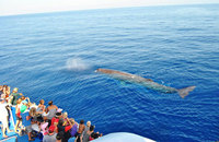 Whale watching family holiday this Easter in Italy