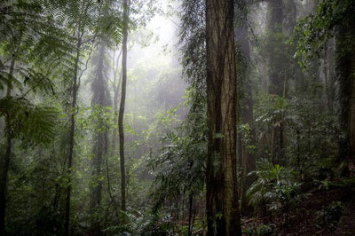 Gondwana Rainforest