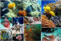 Fish collage