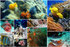 Fish collage