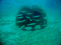  Al Aqah reef is flourishing 