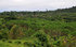 Peugeot’s reforestation project - 10 years on