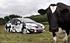 Cowâ€™s that? Honda moooove with the Hybrid heifer
