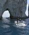 Panda in Cross-Channel swim shock!