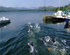 Swimming is the new running for 2009