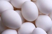 FSA survey finds salmonella in imported eggs