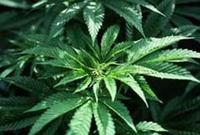 Organic Hemp For Fitness Fans