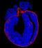 Heart Cells Can Learn to Heal