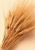 Relief From Gluten Sensitivity