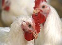 Poultry Workers Offered Free Flu Vaccinations