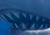 Sea Monsters – A Prehistoric Adventure