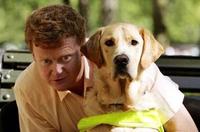 Restaurants Encouraged To Welcome Guide Dog Owners