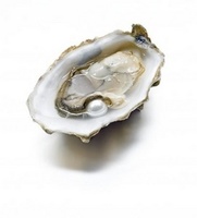 Valentine's Day - Oysters are the food of love
