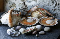 The Captain’s Galley nets Best Fish Restaurant award