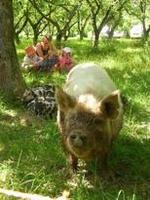 Your Chance To Visit Your Local Farm