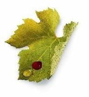 Experience reaps its rewards in Burgundy