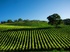 Celebrating English wines