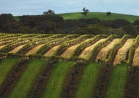 Jacob’s Creek named top winery