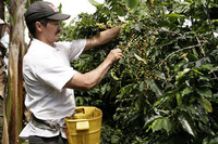 Costa Coffee goes sustainable