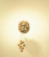 A Healthy Summer Addition - Australian Macadamias
