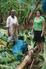 Banana Farmers 