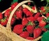 Grow your way to a healthier future
