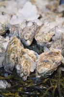Loch Fyne – The world’s their oyster