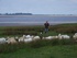 Experience the unique taste of Salt Marsh Lamb