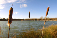 First homes go on sale at Willow Lake