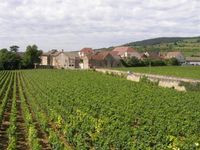 Meursault Vineyards