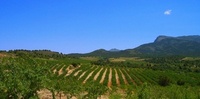 The Madre Vino of all wines