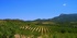The Madre Vino of all wines