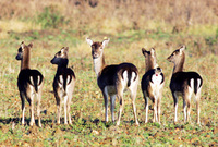"Deer" new residents move in at Takeley development