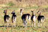 "Deer" new residents move in at Takeley development 