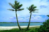 Palm trees - Brasil